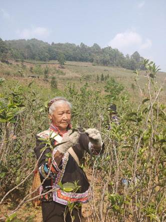 滇商雅韻 云南大葉之滇商貿文化藝術交流活動縱覽